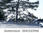 The parking lot with trees