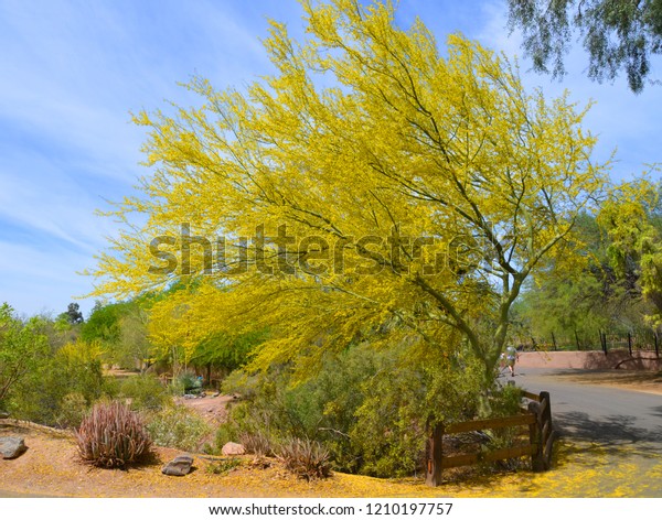 Parkinsonia Florida Blue Palo Verde Cercidium Stockfoto Jetzt Bearbeiten