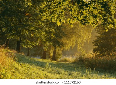 Parkland At Dawn, Haga Park, Solna, Uppland, Sweden