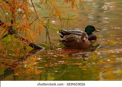 the parks are painted with the colors of autumn - Powered by Shutterstock