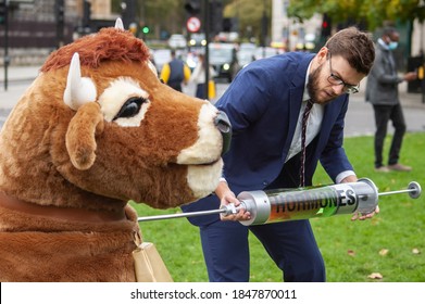 PARLIAMENT SQUARE, LONDON/ENGLAND- 24 October 2020: Protester Injecting A Pantomime Cow With Hormones At The 'STOP TRUMP, STOP THE TRADE DEAL' Protest, Against Hormone-laced Beef Among Other Issues