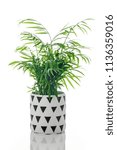 Parlor palm in a decorative black and white ceramic pot, on white background with reflection.