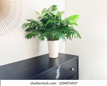 Parlor Palm Plant Decorating Black Wooden Dresser. Modern Home Decor.