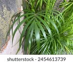 Parlor Palm. Parlor palm in the yard