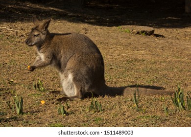  The Parma Wallaby (Macropus Parma).