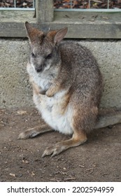 Parma Wallaby In The Sun