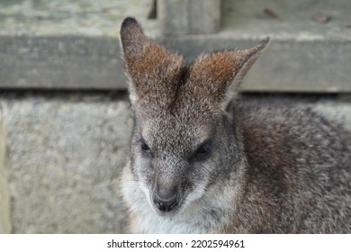 Parma Wallaby In The Sun