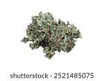 Parmelia sulcata lichen on a piece of wood on a white background