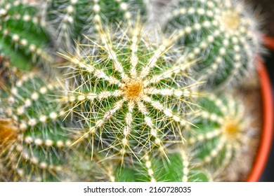Parodia magnifica is a species of flowering plant in the cactus family Cactaceae, native to southern Brazil. One of several species called ball cactus, 