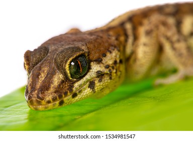 72 Paroedura pictus Images, Stock Photos & Vectors | Shutterstock