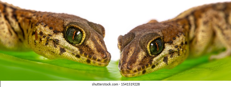 72 Paroedura pictus Images, Stock Photos & Vectors | Shutterstock