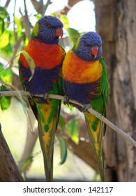 Parots From Auckland Zoo, New Zealand