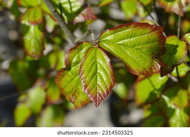 Parottia Persian Spire leaves - Latin name - Parrotia persica Persian Spire
