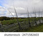 Parppeinvaara, Ilomantsi, Finland, September 19 2021. During the early autumn weekend trip in Ilomantsi, we also visited Parppeinvaara. There was a lovely field of sunflowers.