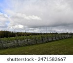 Parppeinvaara, Ilomantsi, Finland, September 19 2021. During the early autumn weekend trip in Ilomantsi, we also visited Parppeinvaara. There was a lovely field of sunflowers.