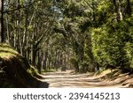 Parque Cariló is an Argentine town in the Pinamar District, Province of Buenos Aires. It is located to the south of it, bordering Villa Gesell. It constitutes a natural reserve of forest, dunes and be