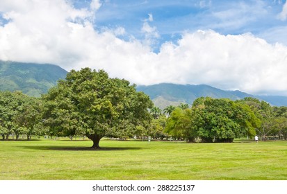 Parque Del Este With Avila Mountain, In Caracas Venezuela