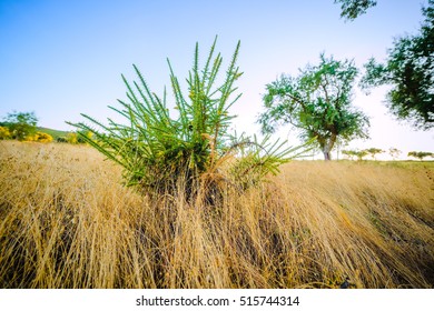 Parque Natural Da Serra De Sao  Mamede. Alentejo. Portugal