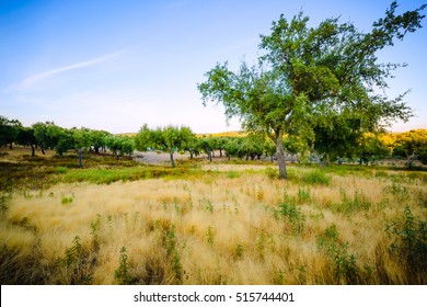 Parque Natural Da Serra De Sao  Mamede. Alentejo. Portugal