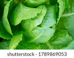 Parris Island Cos lettuce in the garden close up - Romaine