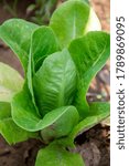 Parris Island Cos lettuce in the garden - Romaine