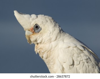 parrot
