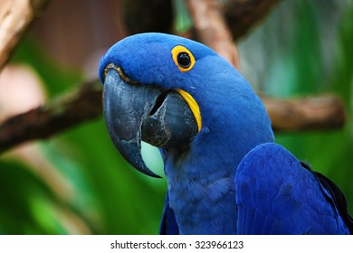 Blue_parrot Images, Stock Photos & Vectors | Shutterstock