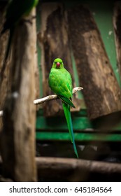 a parrot
