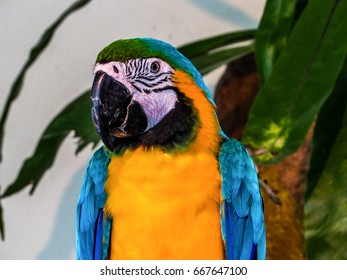 Parrot