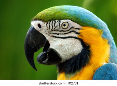 Parrot