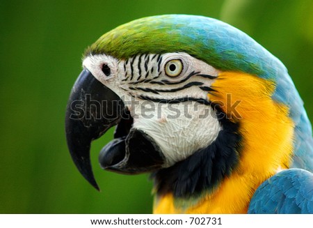 Parrot