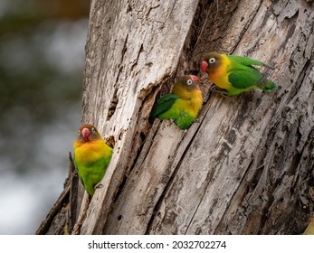 parrot (Agapornis fischeri) nuzzle each other, Ngorongoro Conservation Area, Tanzania