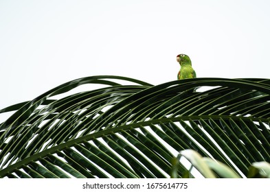 Parrot Amazona Autumnalis 
Red Lored Amazon Sitting On Palm Tree Top Leaf Green Red Yellow Costa Rica Pacific Coast 