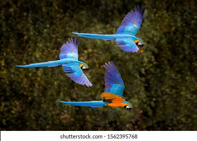 Parrot Ara ararauna in the dark green forest habitat in Manu NP, Peru. Action wildlife scene from South America. Bird in the tropic green forest. Macaw parrot in flight. Big blue Macaw in the habitat.
