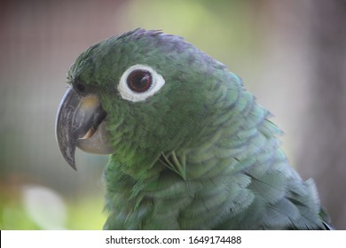 Parrot In Bahia Solano Colombia