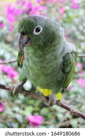 Parrot In Bahia Solano Colombia