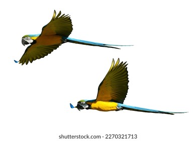 Parrot bird blue and gold , Blue and yellow macaw isolated on white background. This has clipping path.