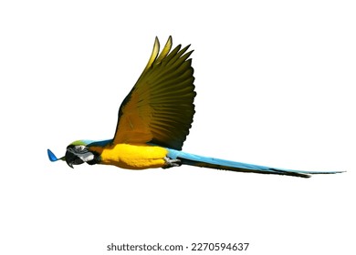 Parrot bird blue and gold , Blue and yellow macaw isolated on white background. This has clipping path.