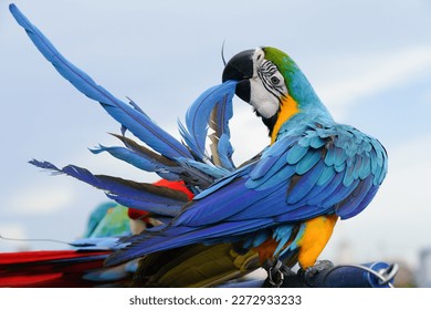 Parrot bird blue and gold , Blue and yellow macaw standing birds to perch.                     
