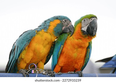 Parrot bird blue and gold , Blue and yellow macaw standing birds to perch.