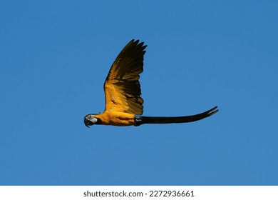 Parrot bird blue and gold , Blue and yellow macaw on blue sky background.