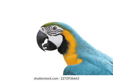 Parrot bird blue and gold , Blue and yellow macaw isolated on white background. This has clipping path.          