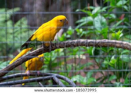 Parrot in bird park, Iguazu, Brazil 