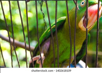 angry parrot cage