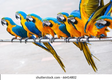 Parrot birds standing in a row