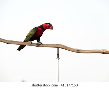 parrot the branches