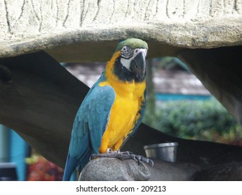 Parrot, Busch Gardens, Florida