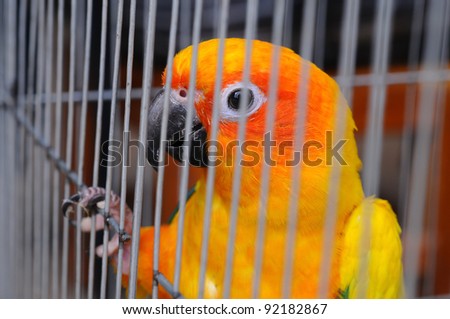 Parrot in a cage.