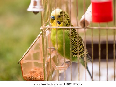 A Parrot In A Cage Sits On A Bird Feeder And Pecks Grains. Cute Green Budgie.