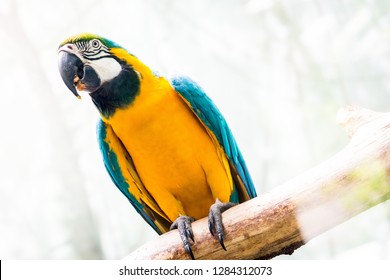 Parrot At The Central Park Zoo